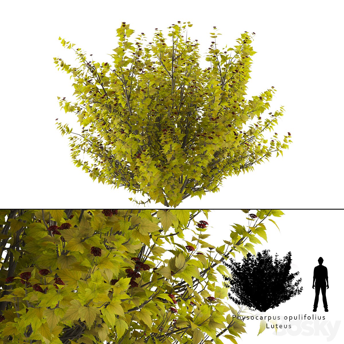 Luteus canniferous buzzard | Physocarpus opulifolius Luteus