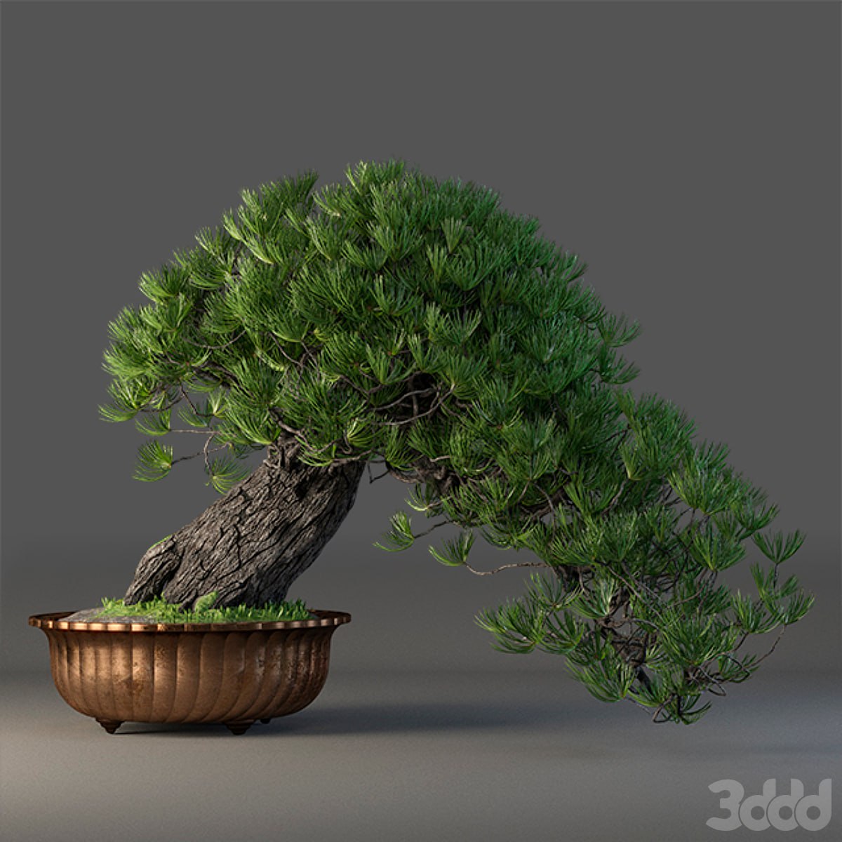 Bonsai