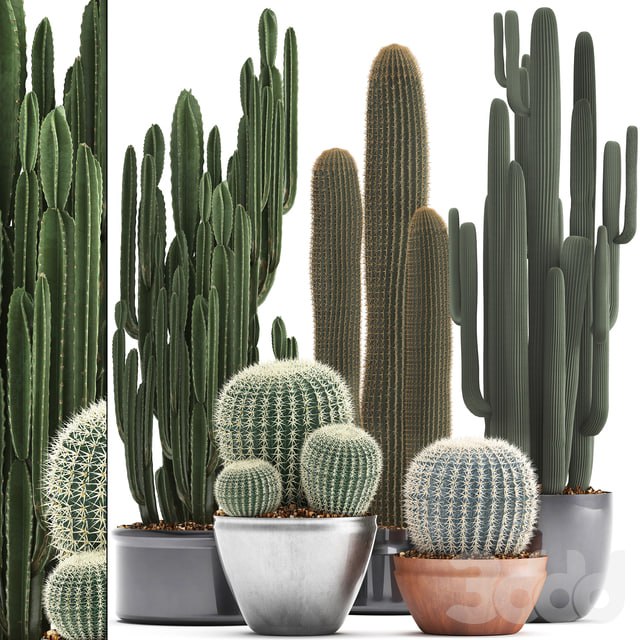 Collection of plants 300. Cactus set. Echinocactus, round cactus, cereus, Barrel cactus, indoor cactus, desert plants