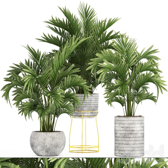 Collection of plants 125. Howea, Decorative palm tree, howea, kentia, pot, concrete flowerpot, indoor