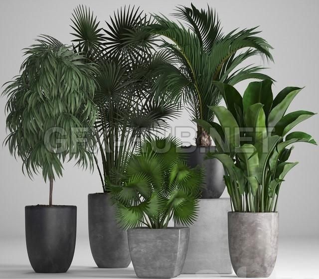 Коллекция растений 258