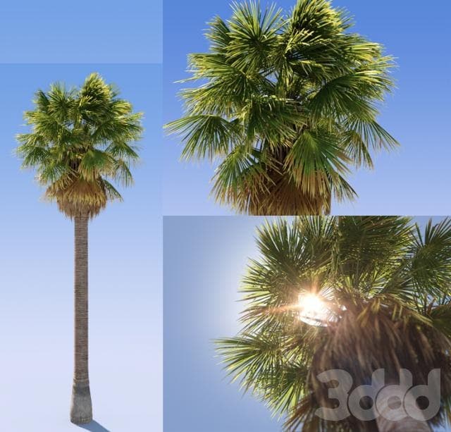 Palm Tree Phoenix