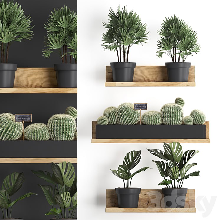 Vertical Gardening. 51, Shelf with flowers, cactus, monstera, rapis, palm tree, barrel cactus, round cactus, eco design, Raphis Palm