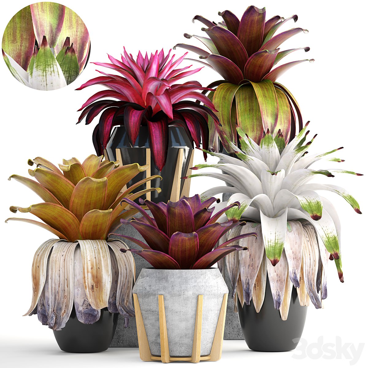 Collection of plants 153. Bromelia, Bush, Plants, Pot, Flowerpot, Bromeliad, Botanical, Garden, Decorative, Tropical