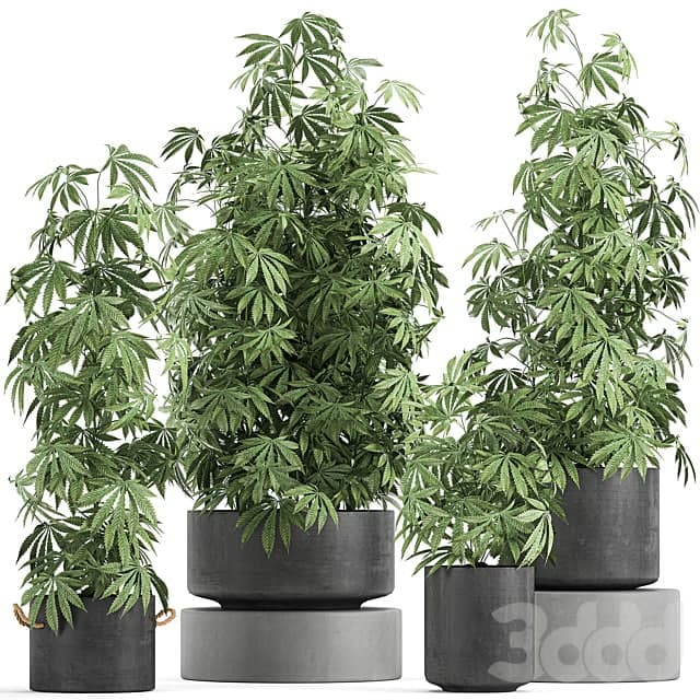 Plant collection 770. Hemp, Marijuana, cannabis, black pot, flowerpot, cannabis, concrete, bushes, industrial style