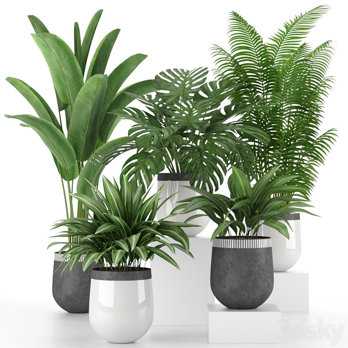 Houseplant Collection 03