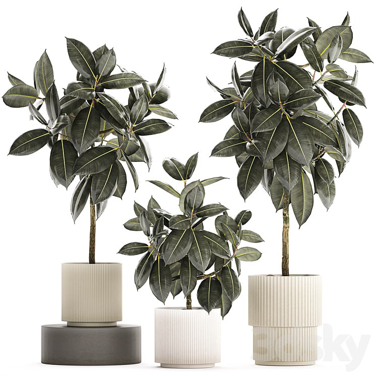 A beautiful interior plant in a modern flowerpot and a pot tree Ficus rubbery, elastica, Ficus Abidjan, Ficus Robusta. Plant collection 1243