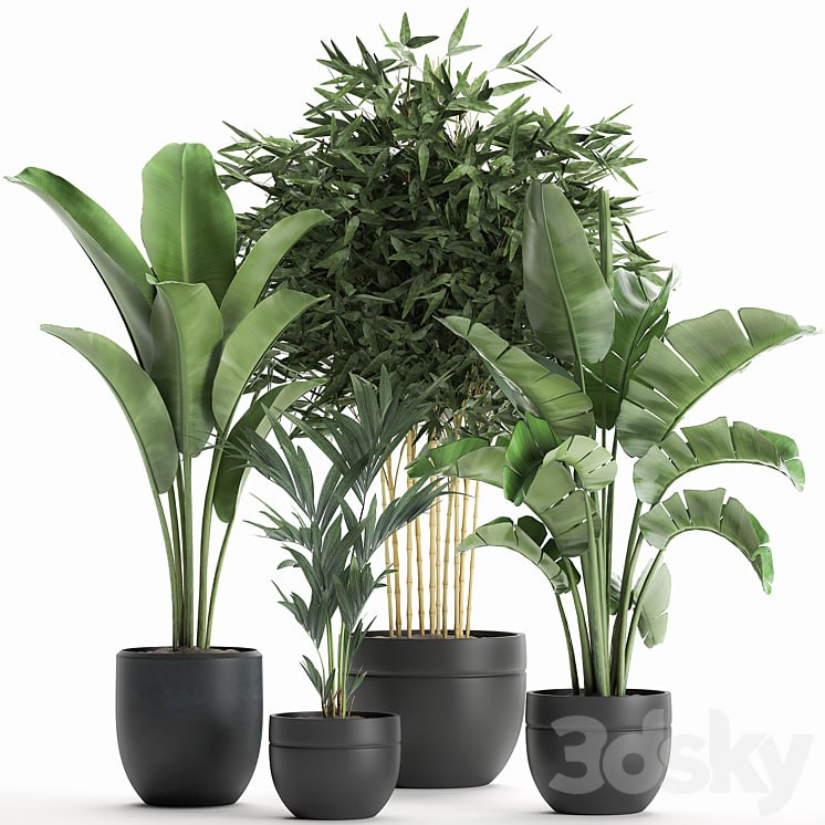 Plant Collection 586. Indoor plants, Banana, palm tree, bamboo bush, flowerpot, strelitzia, ravenala, interior, exotic #