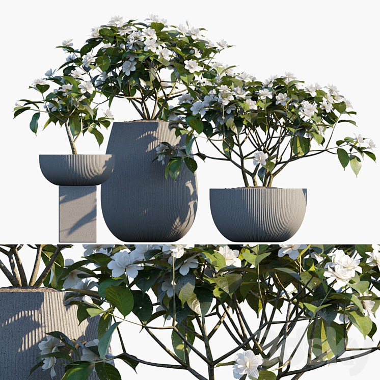 Plant in pots # 48: Gardenia jasminoides