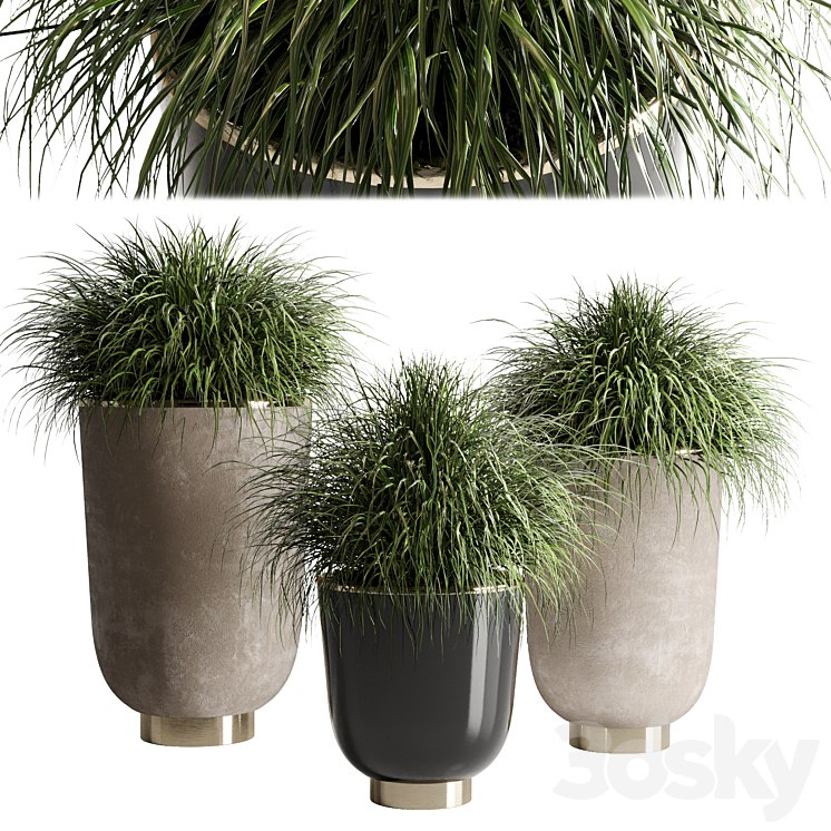 collection Indoor plant 54 vase concrete plant grass pot