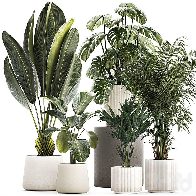 Plant collection 1320