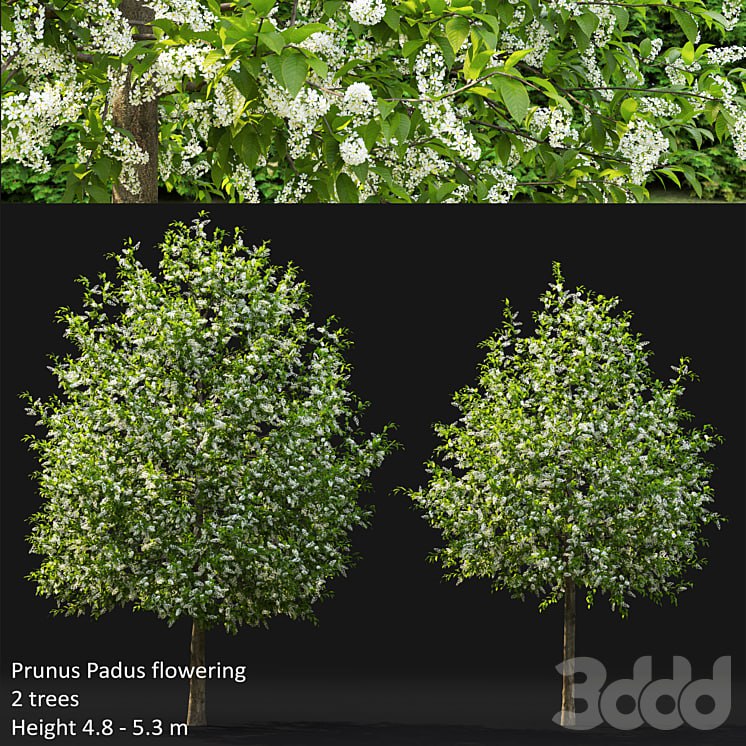 Bird cherry | Prunus Padus flowering # 4