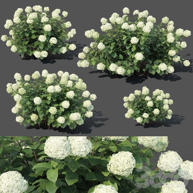 Hydrangea arborescens # 1. 4 sizes