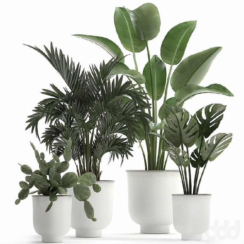 Plant collection 927. White flowerpot, monstera, cactus, Strelitzia, Hovea, Kentia, palm tree, cactus, Prickly pear, Ornamental palm tree, Howea forsteriana