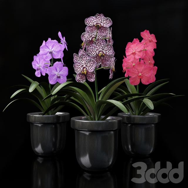 Orchid Vanda
