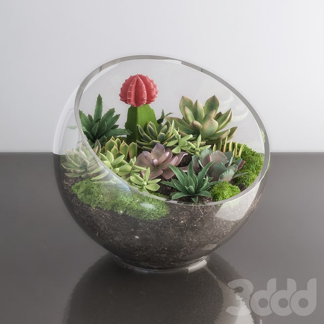 Succulents in glass bowl