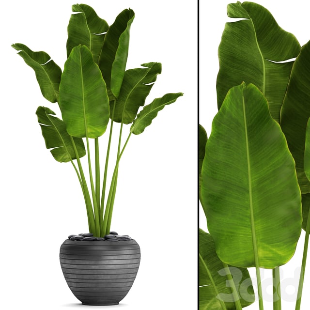 Banana palm in the pot 4. flowerpot, decorative, black, loft, decor, room