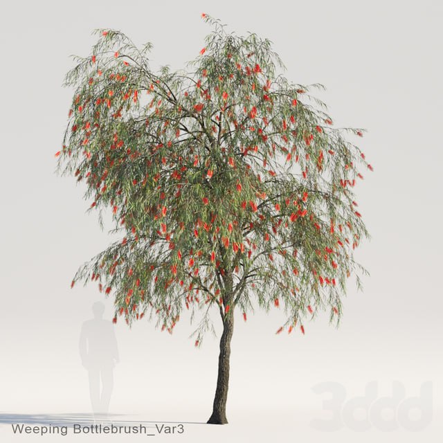 Weeping Bottlebrush Var3