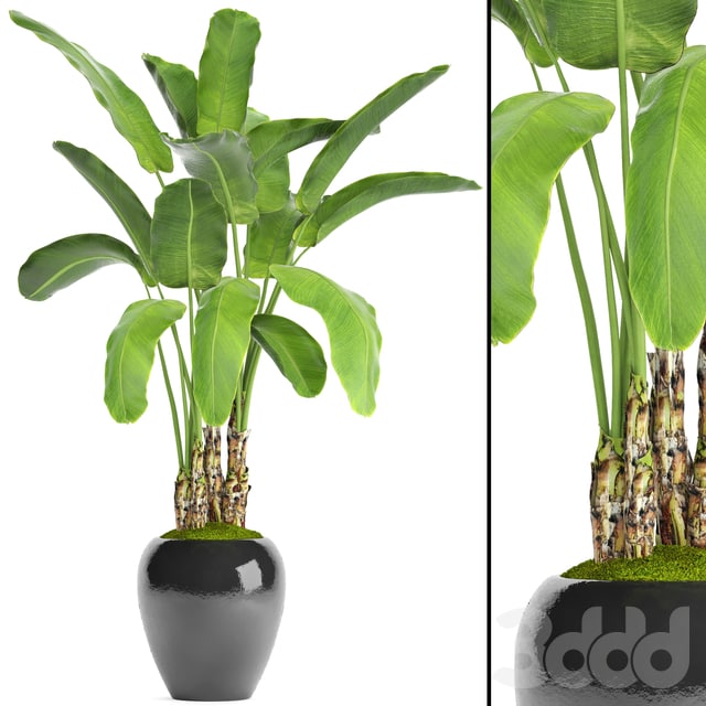 Banana palm in the pot 5. Strelitzia, bush, flowerpot, flower