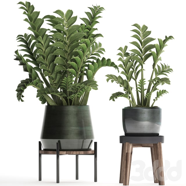 Plant Collection 449. Dollar tree, Zamioculcas, flowerpot, stand, indoor plants, office flowers