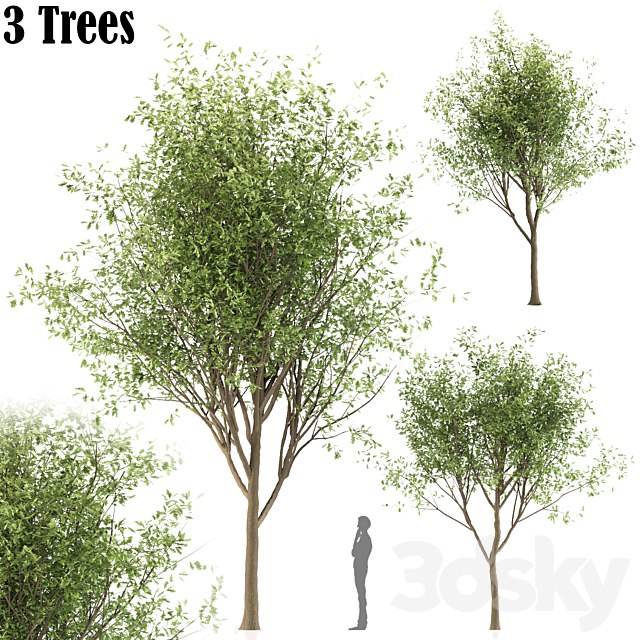 Oak tree (3 trees and 3 Sizes)