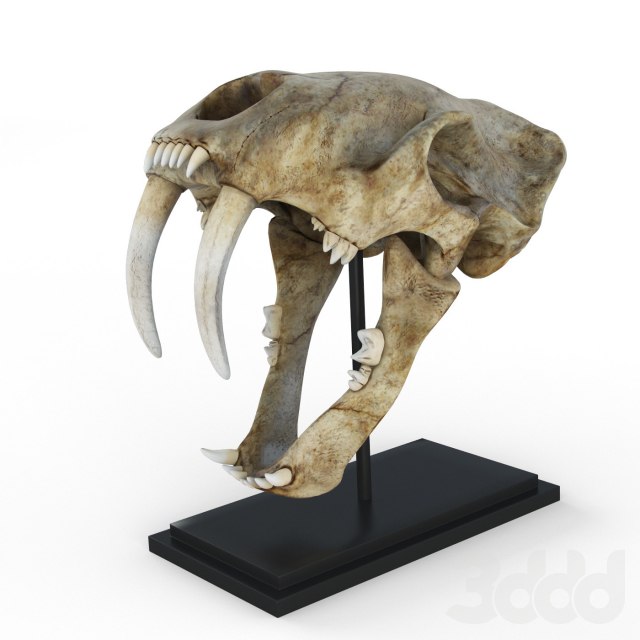Skull of saber-toothed tiger