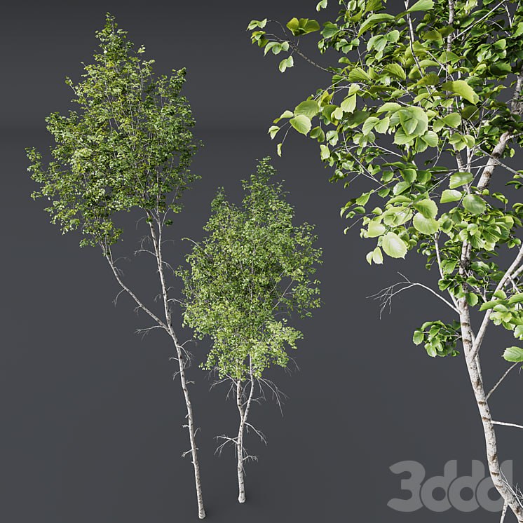HQ Plants Betula Pendula02