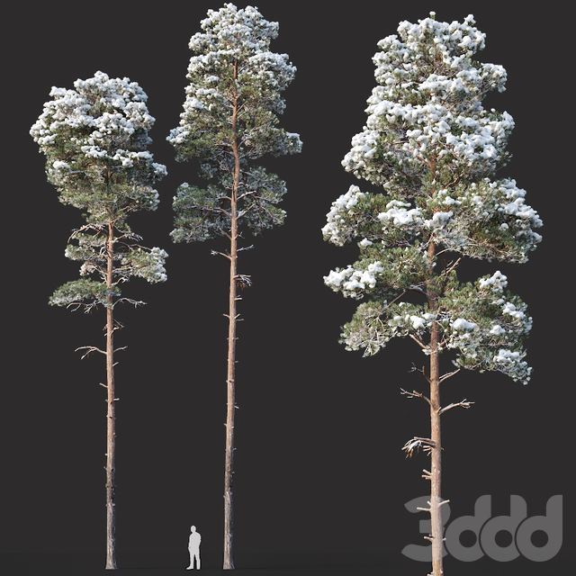 Pinus sylvestris Nr13 H19, 22m. Two winter trees