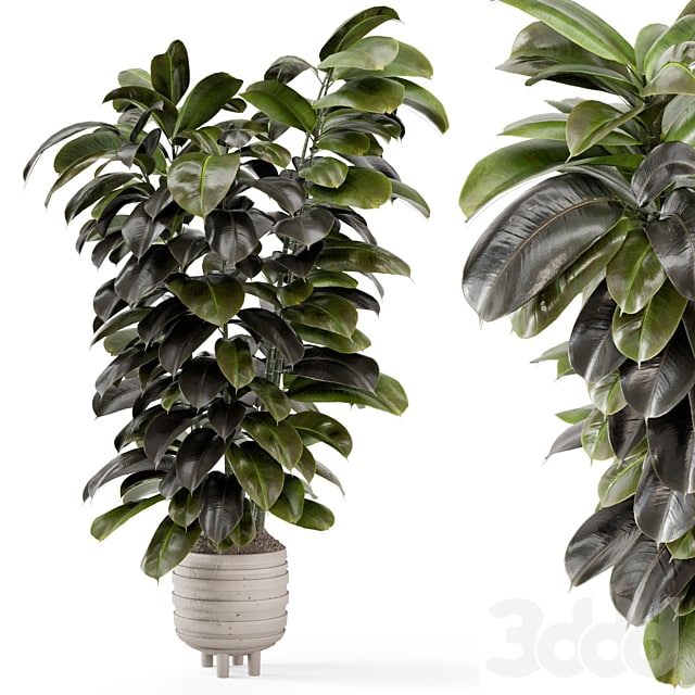 Indoor Plants In Concrete Pots - Set 953
