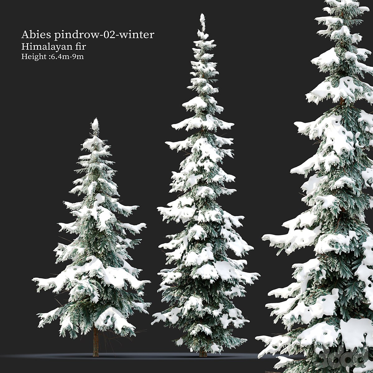 Abies pindrow-winter-02 -for
