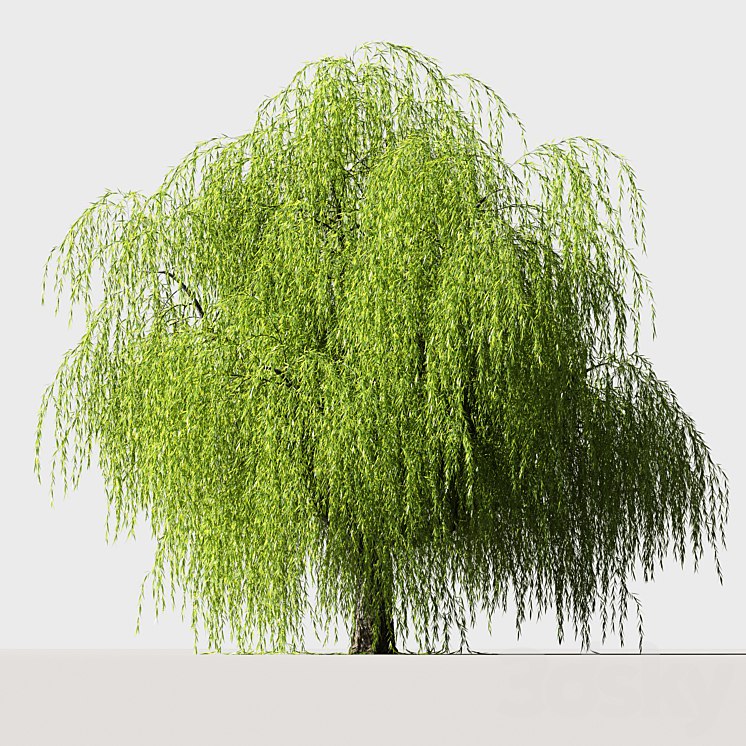 Tree Willow