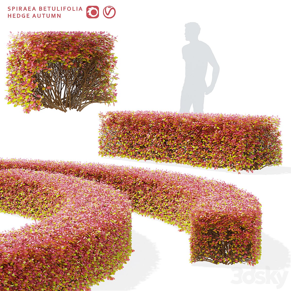 Spiraea birch-leaved hedge | Spiraea betulifolia autumn