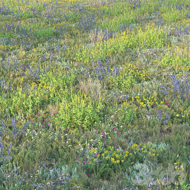 Blooming meadow grass 2