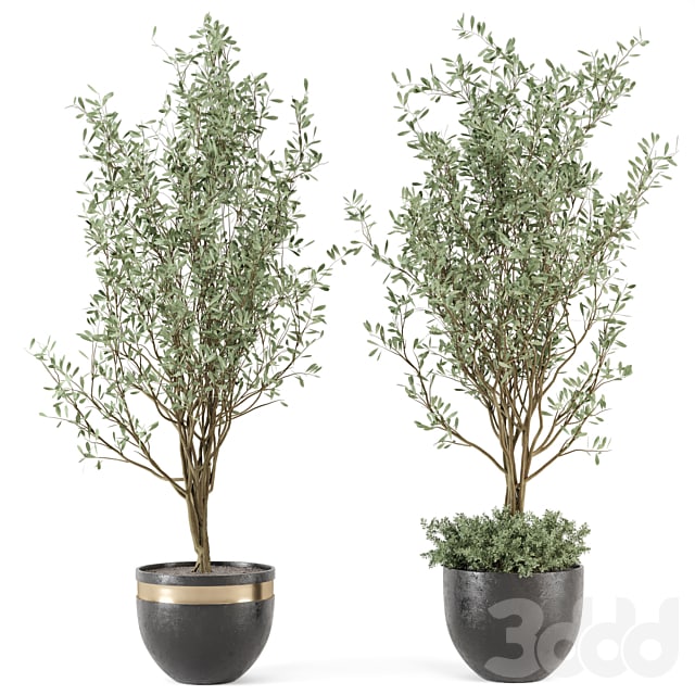 Outdoor bush and Tree in rusty Concrete Pot - Set 204