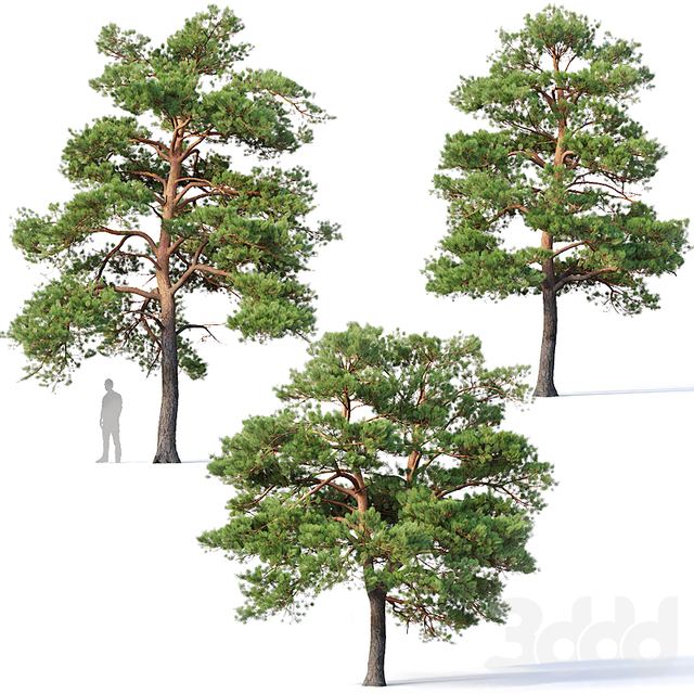 Pinus sylvestris # 5 H7-10m Three tree set