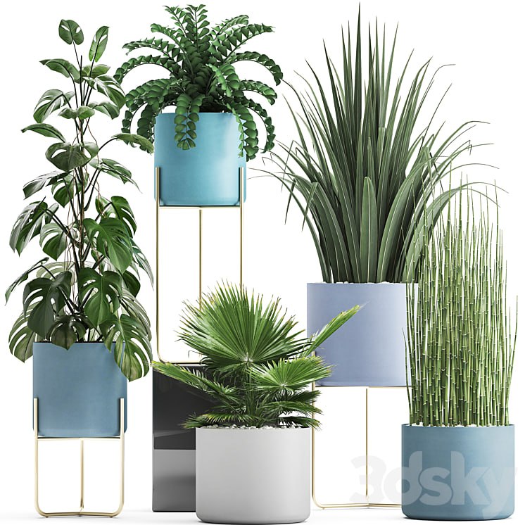 Plant collection 281. Monstera, brachea, palm tree, horsetail, indoor plants, pot, Scandinavian style, bushes, exotic, indoor #