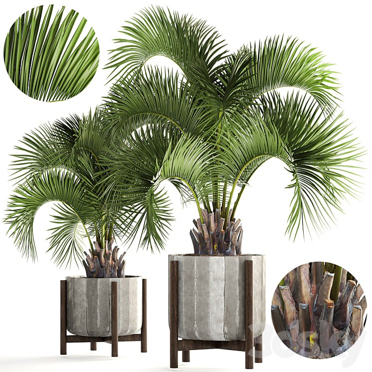 Collection of plants 165. Butia capitata, Butia, palm tree, concrete pot, flowerpot, indoor, interior, decorative, outdoor