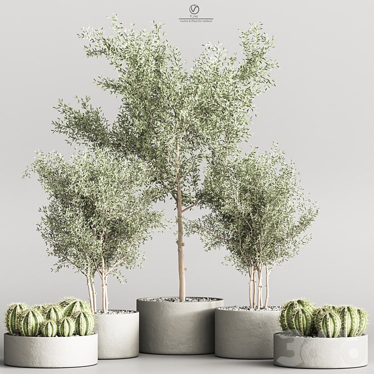 Cactus & Plant indoor