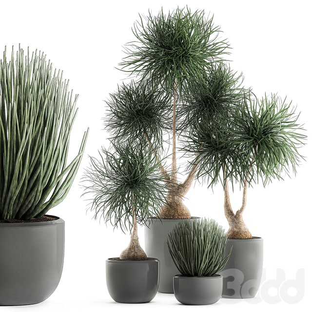 Collection of plants 540. Dracaena, Sansevieria, indoor plants, interior, desert plants