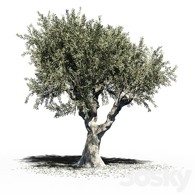 Olive Tree (Europa Olea) v2