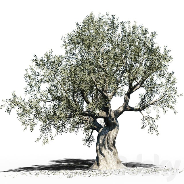 Olive Tree (Europa Olea) # 3
