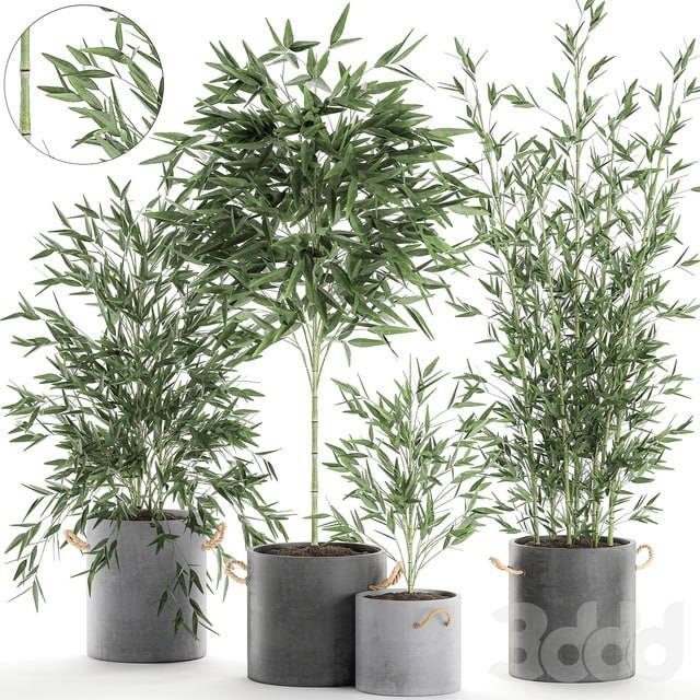 Plant Collection Bamboo bush 596. Bush, concrete flowerpot, exotic plants, thickets, bushes, decorative, industrial style