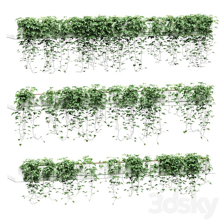 Ivy on long shelves. 3 models
