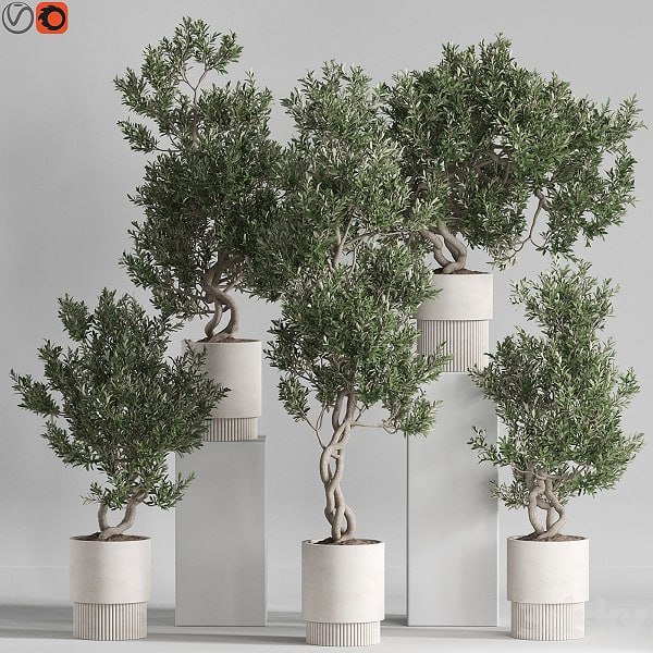 Plants collection 735