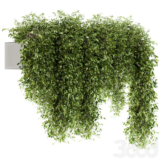 indoor Plant Set 98 - Hanging Plants
