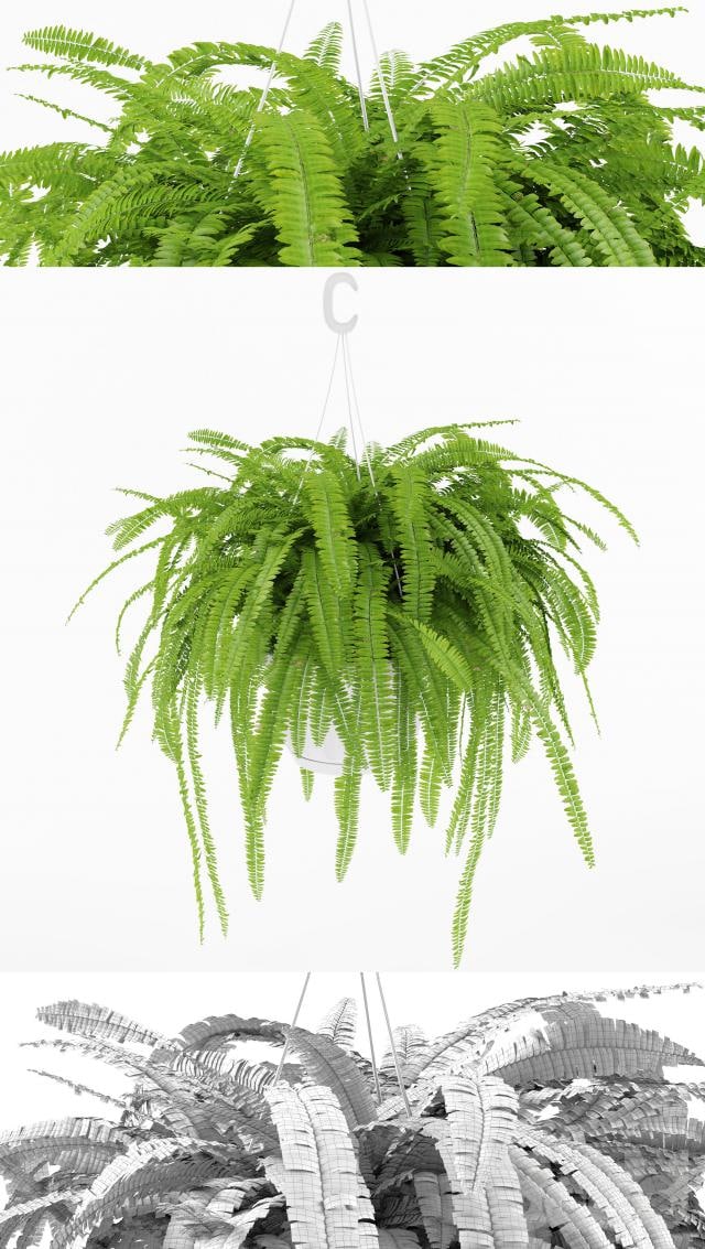 Fern 1