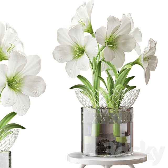 WHITE AMARYLLIS