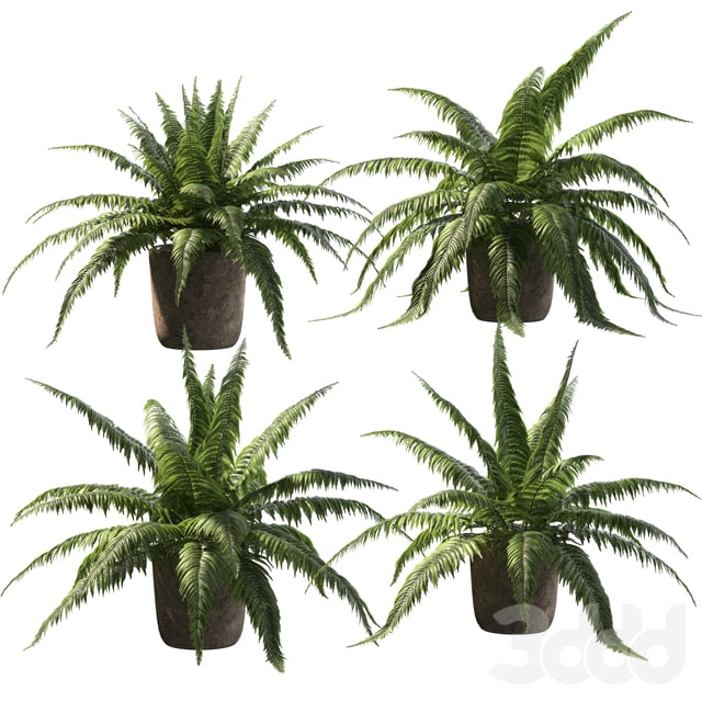 Fern in tubs. 4 models