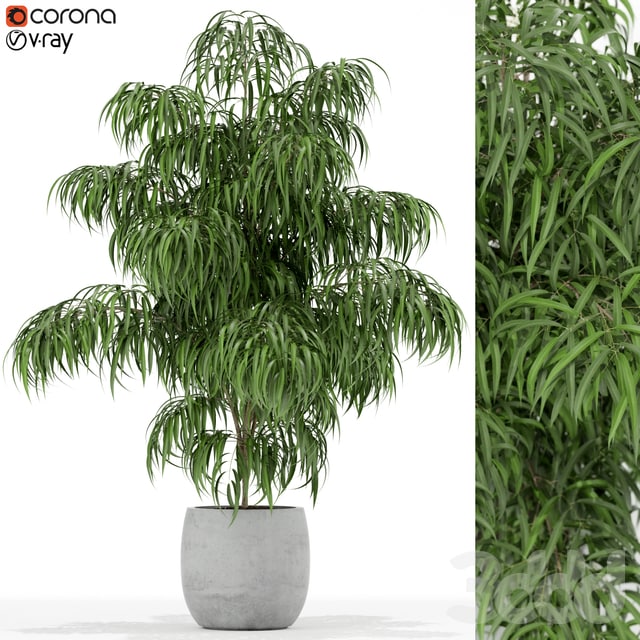 Plants collection 156