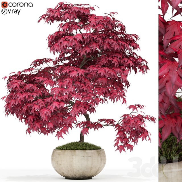 Plants collection 164